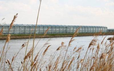 Internationaal Horti Science congres in Lansingerland