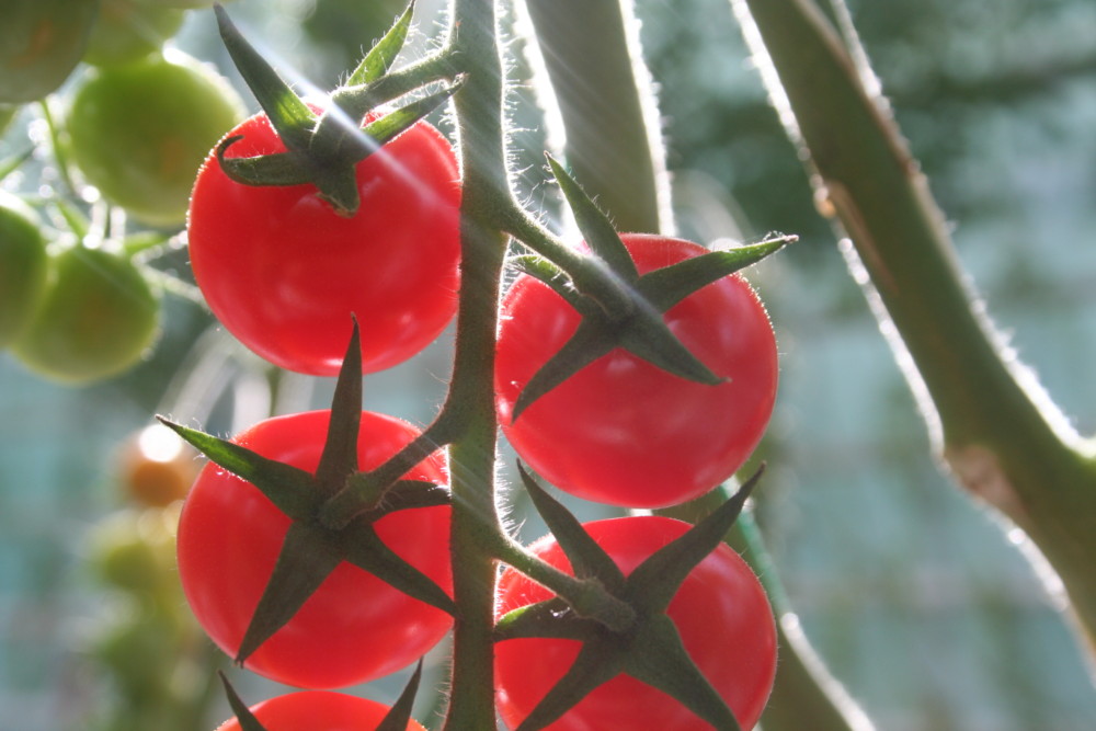 Het Tomaten T-shirt komt eraan!