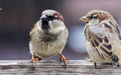 We kunnen niet zonder clubhuizen en Toekomstmakers