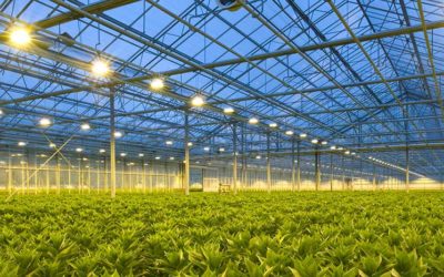Begeleiding voor telers met energievragen  