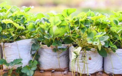 ‘Niet plastic is het probleem, maar het gebruik van plastic’
