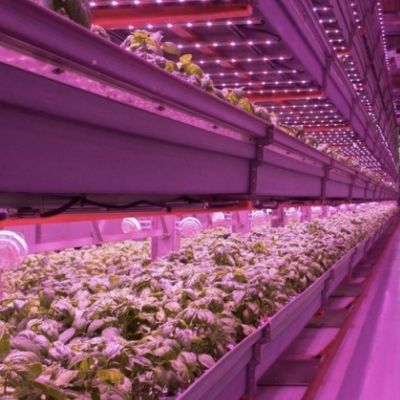 Wat zijn de gevolgen van de energiecrisis op vertical farming?