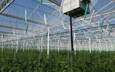 Meer produceren óf energie besparen door paarse stippels op tomatengewas