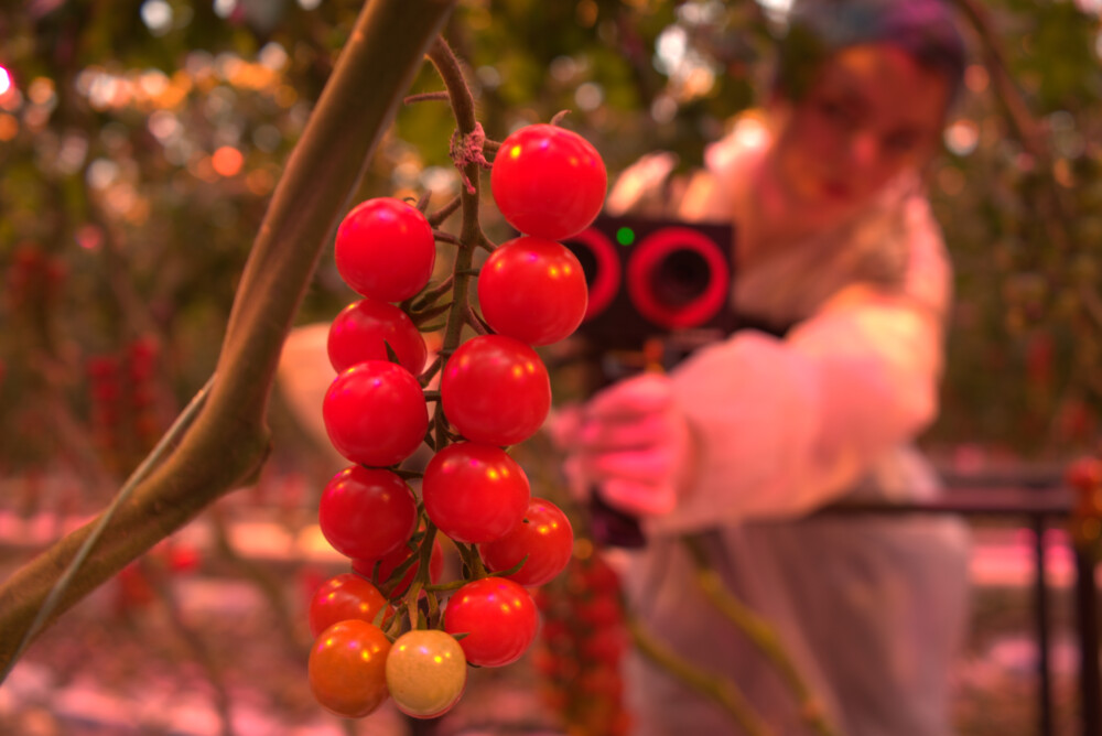 Geen ‘human error’ bij meten van tomatengewas door inzet AI