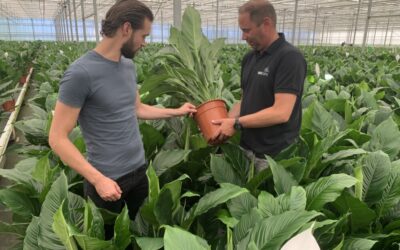 Een robot is sneller én slimmer met tillen van zware potplanten